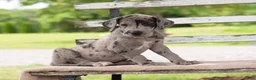 Great Dane dogs for sale: Gerald - Ad 2