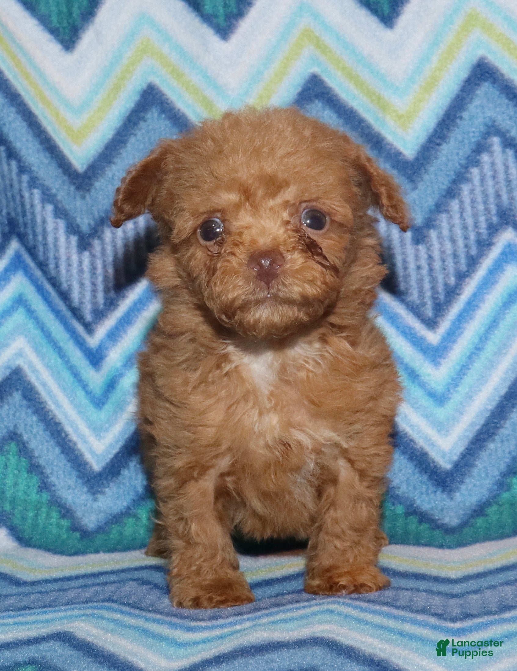 Toy Poodle dogs for sale: Double T Summer’s apricot male - Ad 9