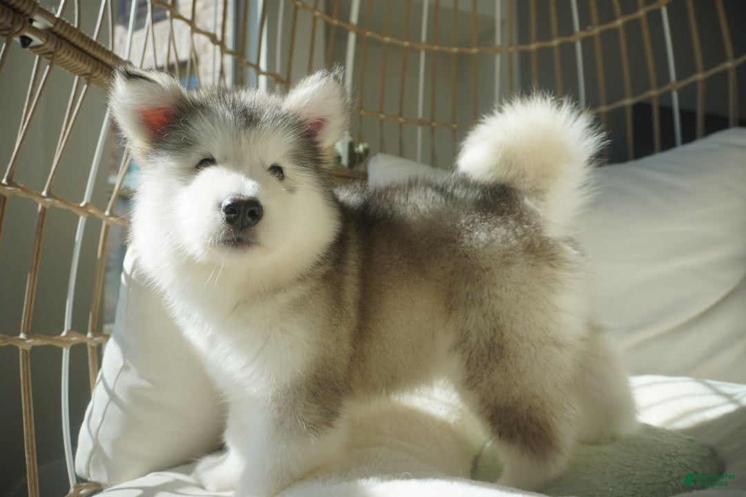 Alaskan Malamute dogs for sale: Xiao Lv - Ad 5