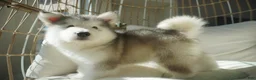 Alaskan Malamute dogs for sale: Xiao Lv - Ad 6