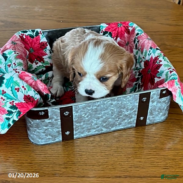 Cavalier King Charles Spaniel dogs Coco  - Ad 14