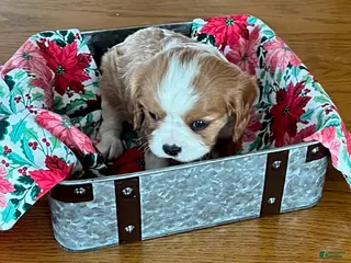 Cavalier King Charles Spaniel dogs Coco - Ad 8