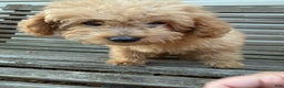 Eskipoo dogs for sale: Lilly - Ad 1