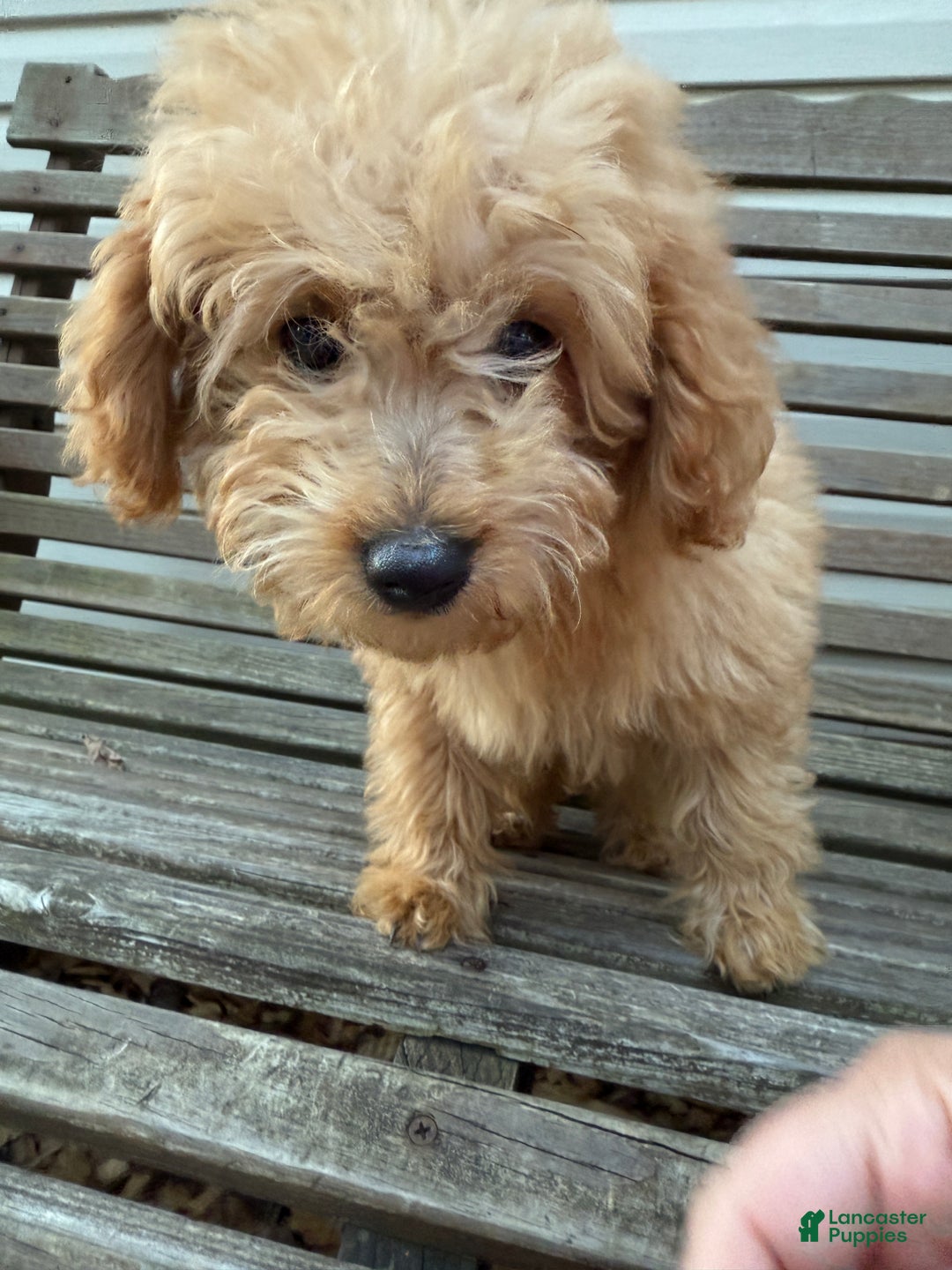 Eskipoo dogs for sale: Lilly - Ad 1