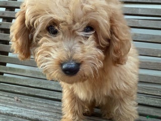 Eskipoo dogs Lilly - Ad 1