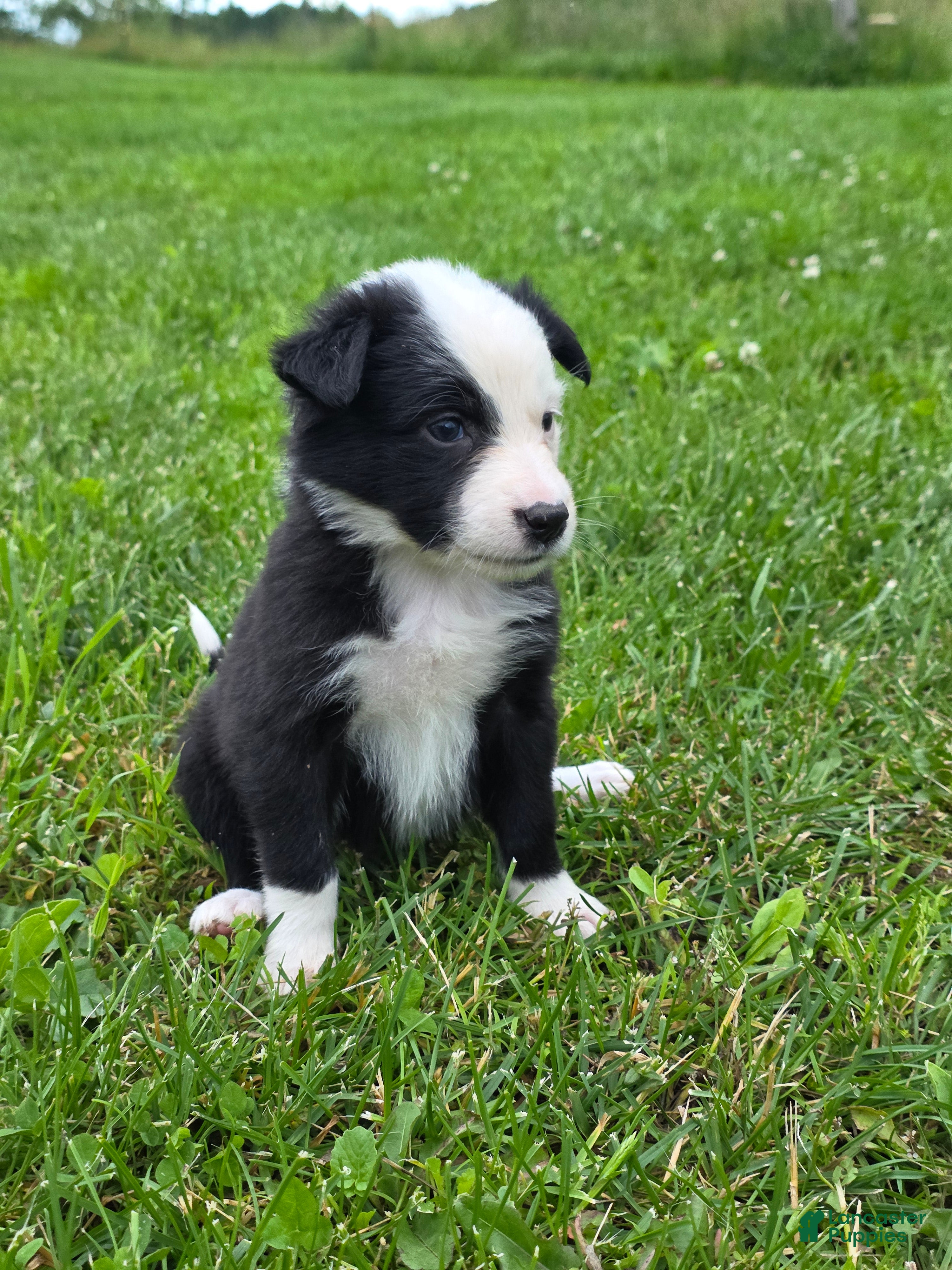 Border Collie dogs Gemma - Ad 37
