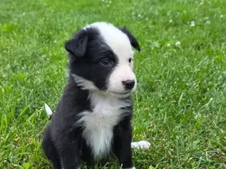 Border Collie dogs Gemma - Ad 42