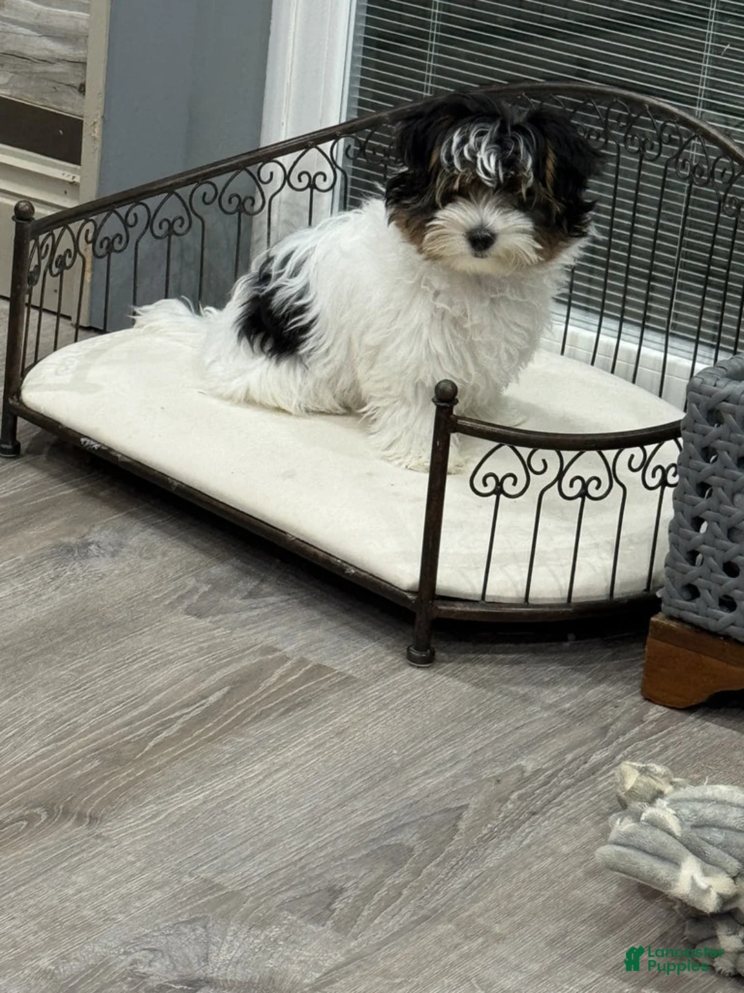Biewer Terrier dogs for sale: Dottie - Ad 3