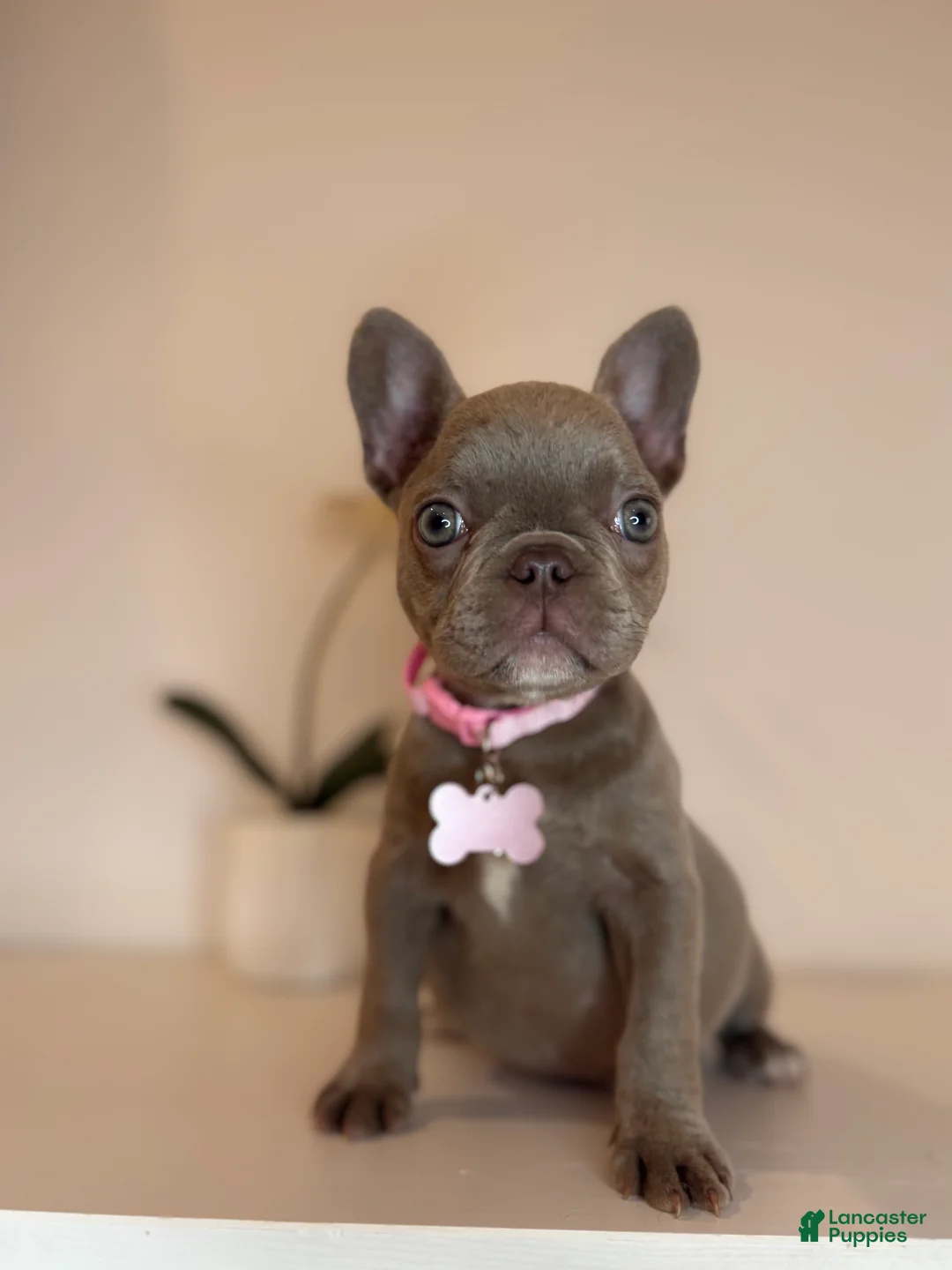 French Bulldog dogs for sale: Chanel  - Ad 1