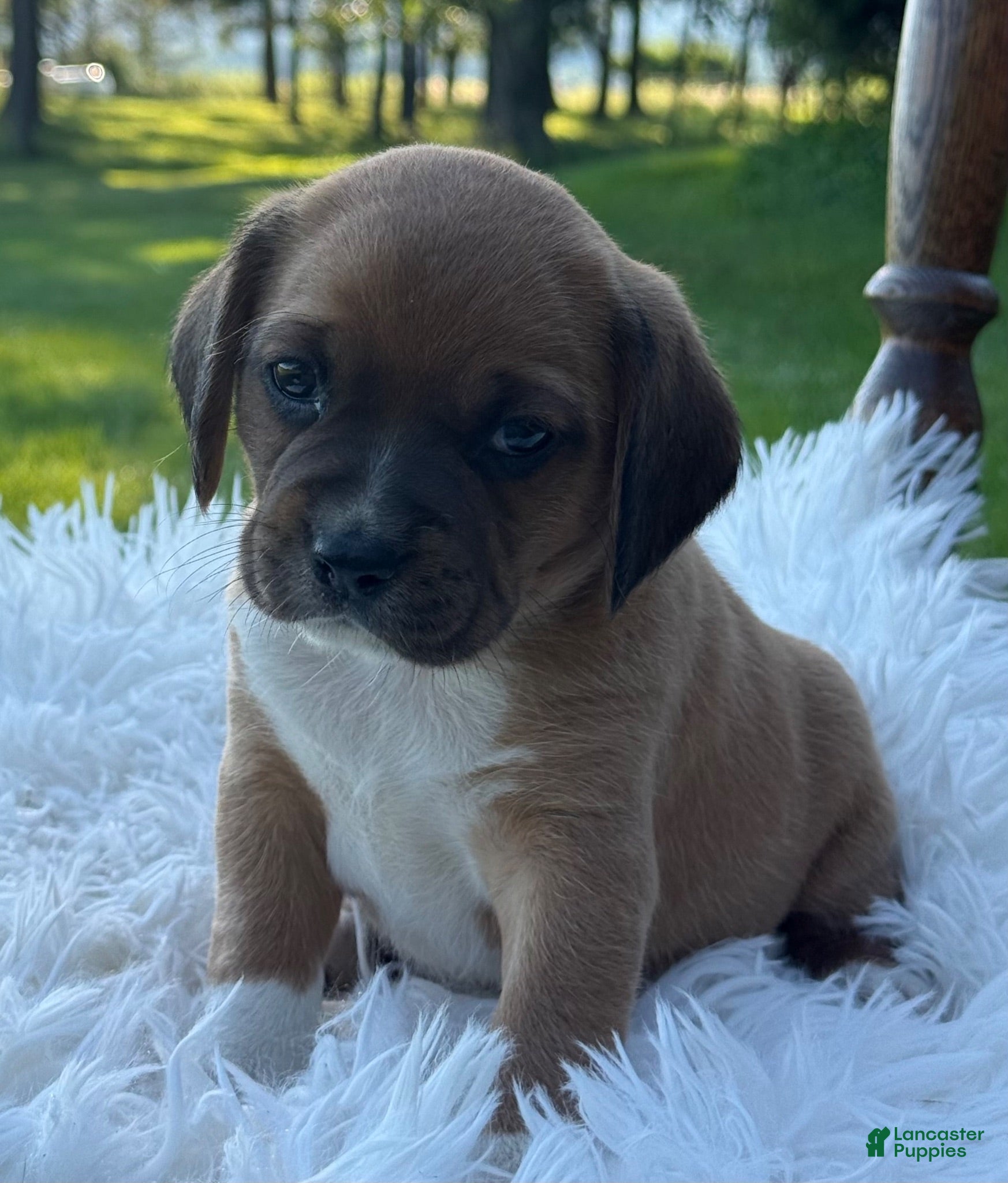 Puggle dogs Poppy - Ad 2