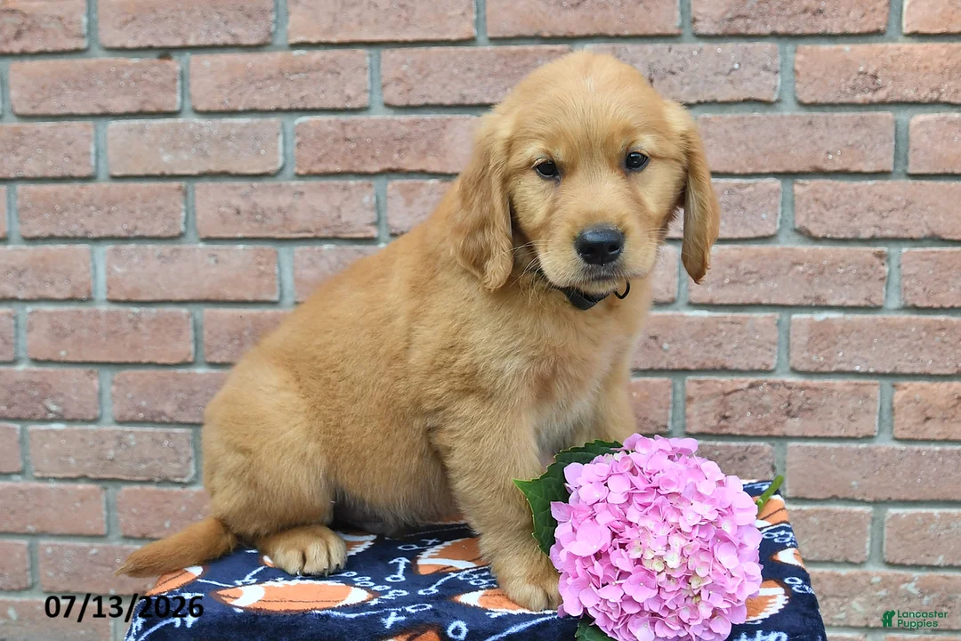 Golden Retriever dogs for sale: Scout - Ad 3