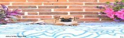 Puggle dogs for sale: Ramona - Ad 4