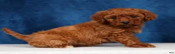 Mini Goldendoodle dogs for sale: Scarlett - Ad 3