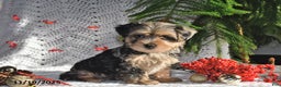 Yorkiepoo dogs for sale: Zuma - Ad 3