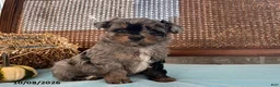 Mini Aussiedoodle dogs for sale: Duke - Ad 4
