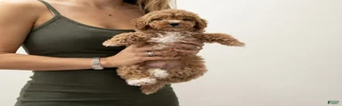 Mini Goldendoodle Male 2