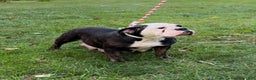 English Bulldog dogs for sale: Oreo - Ad 6