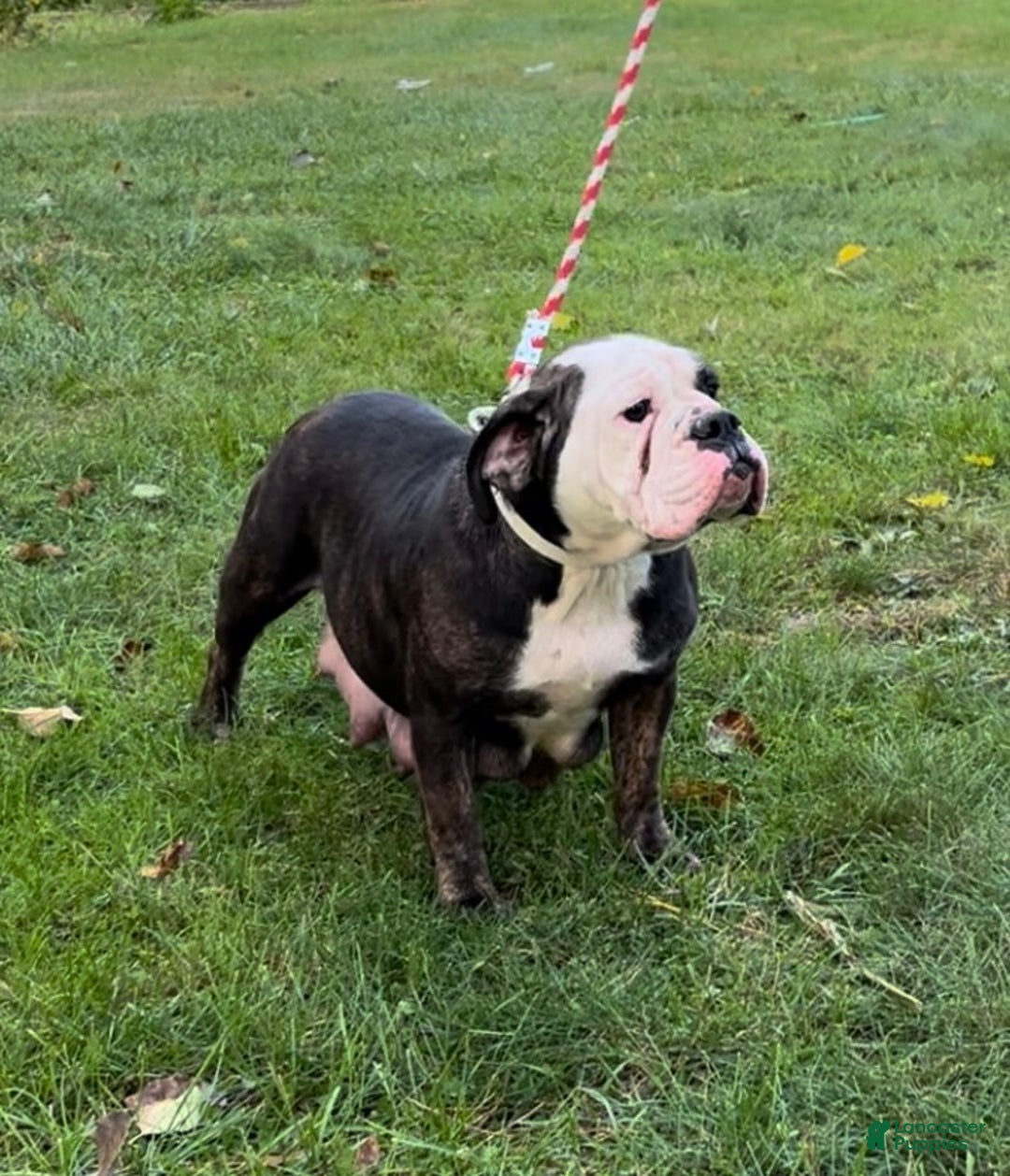 English Bulldog dogs for sale: Oreo - Ad 6