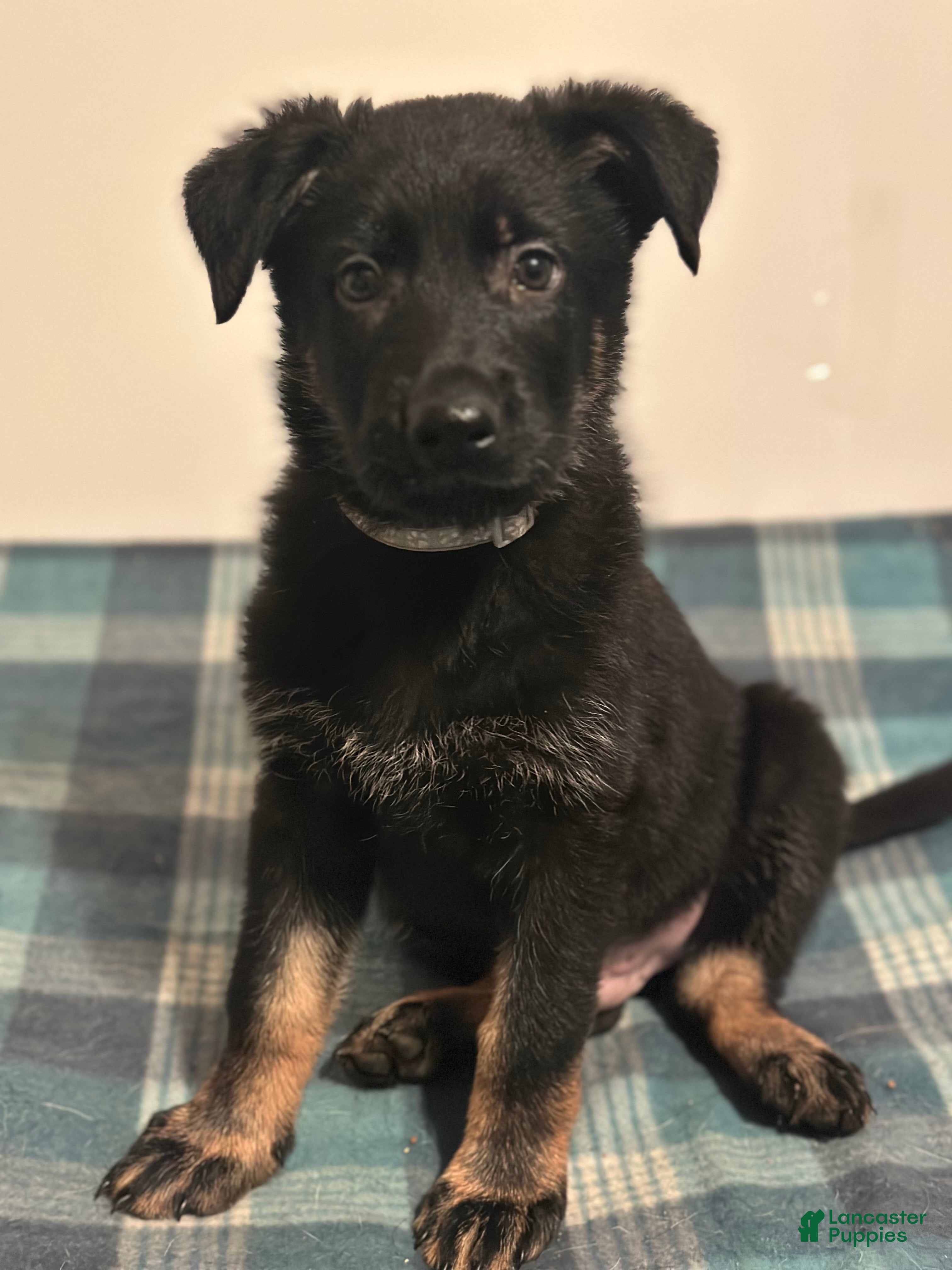 German Shepherd dogs Gonzo - Ad 2