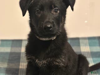 German Shepherd dogs Gonzo - Ad 7