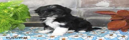 Havanese dogs for sale: Princess - Ad 1