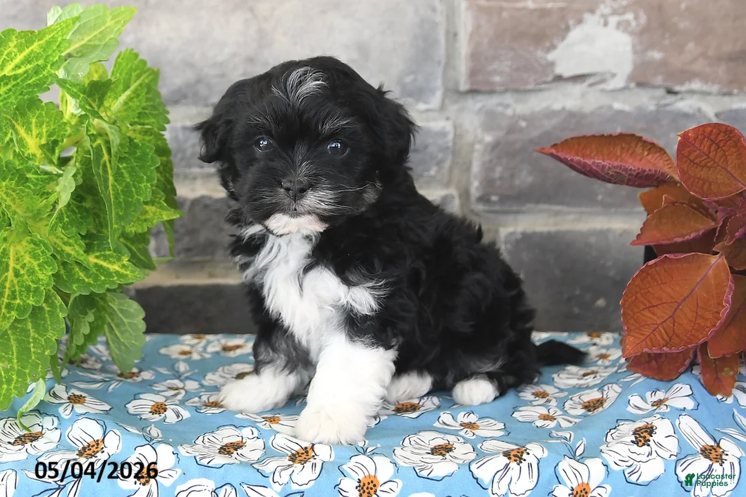 Havanese dogs for sale: Princess - Ad 1