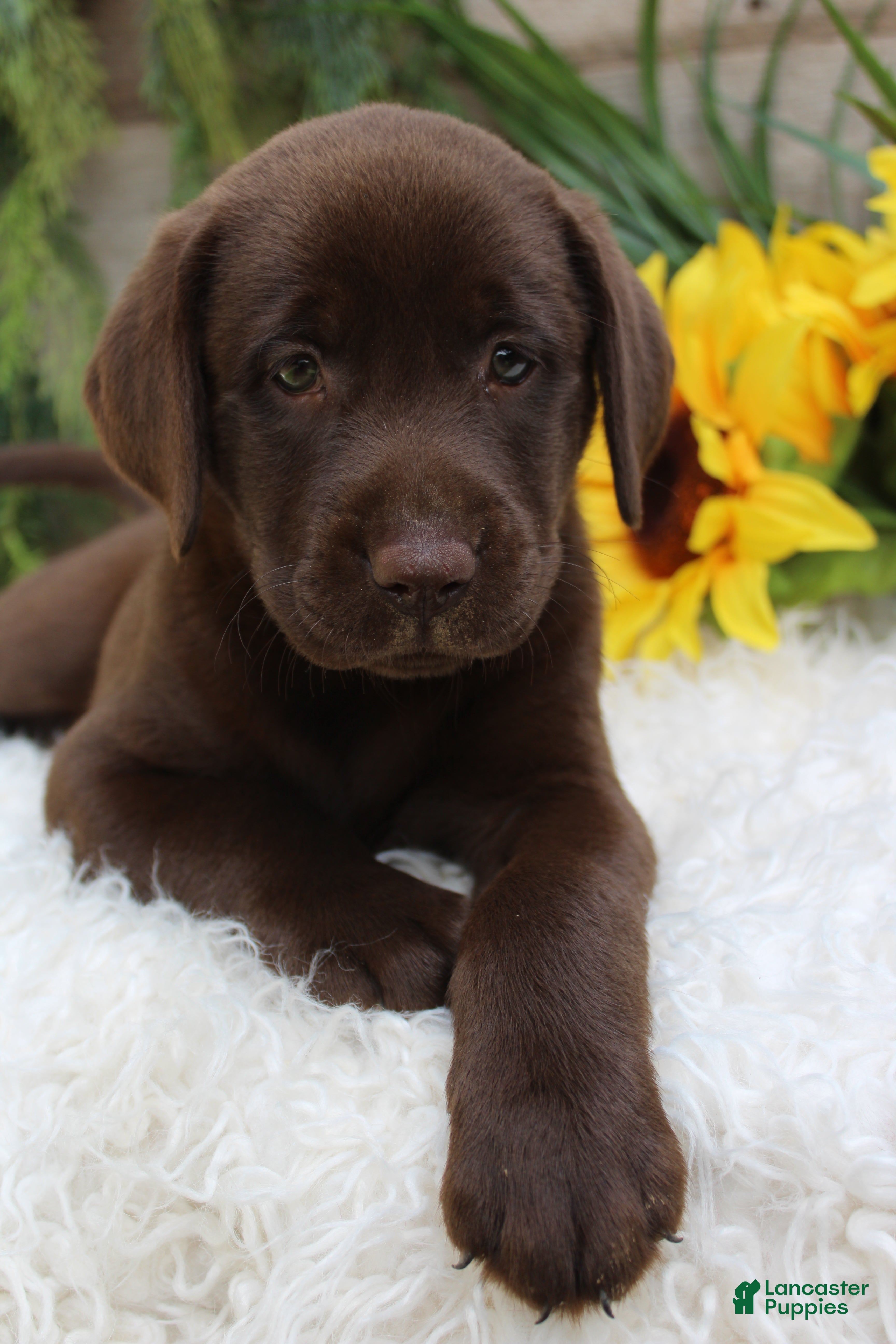 Labrador Retriever dogs Bella - Ad 2