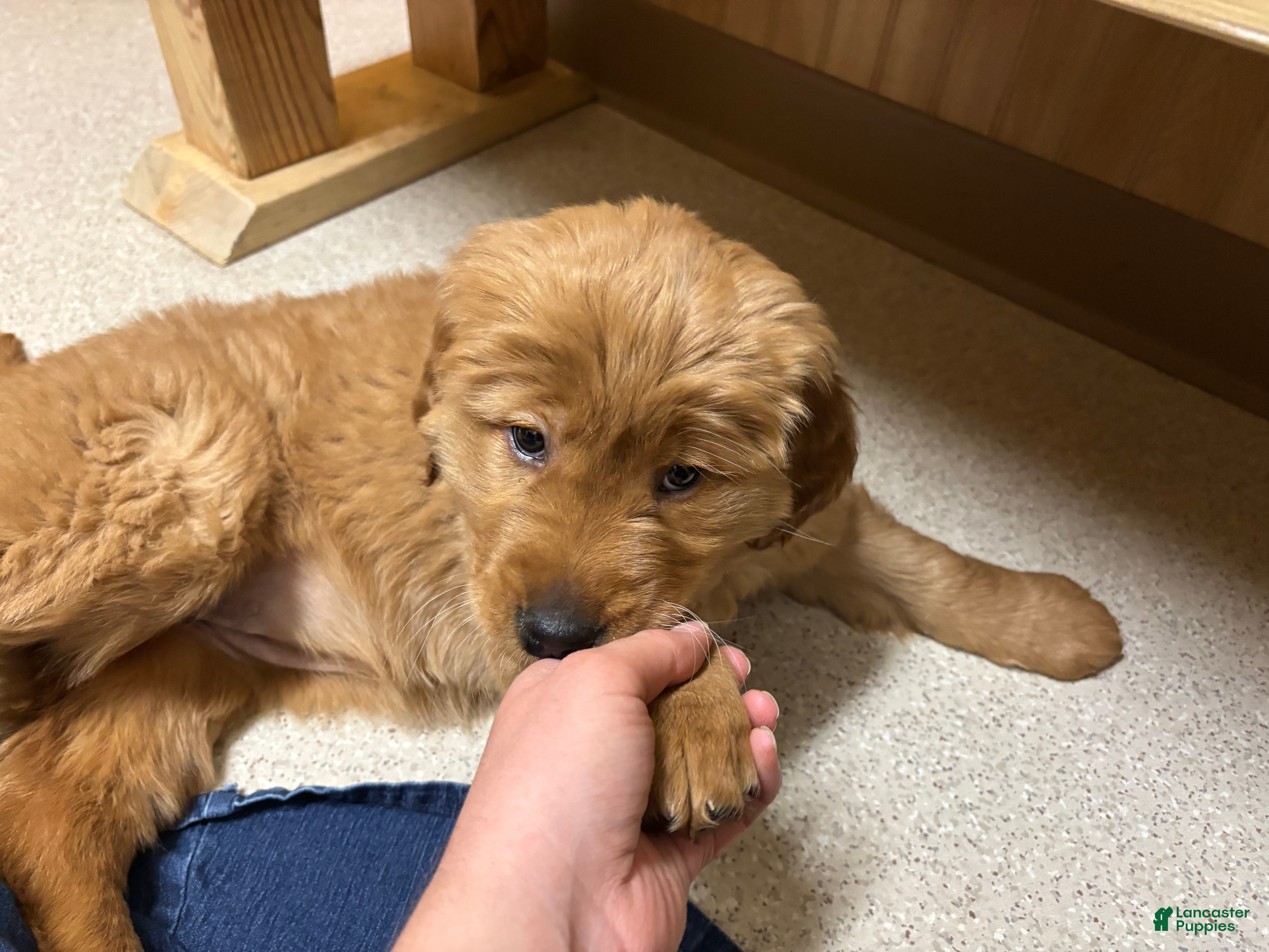 Golden Retriever dogs for sale: Pumpkin - Ad 3