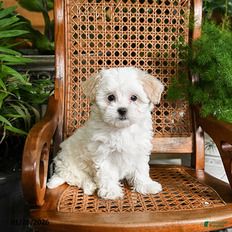 Maltipoo dogs Kit - Ad 2