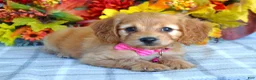 Cavapoo dogs for sale: Hannah  - Ad 2