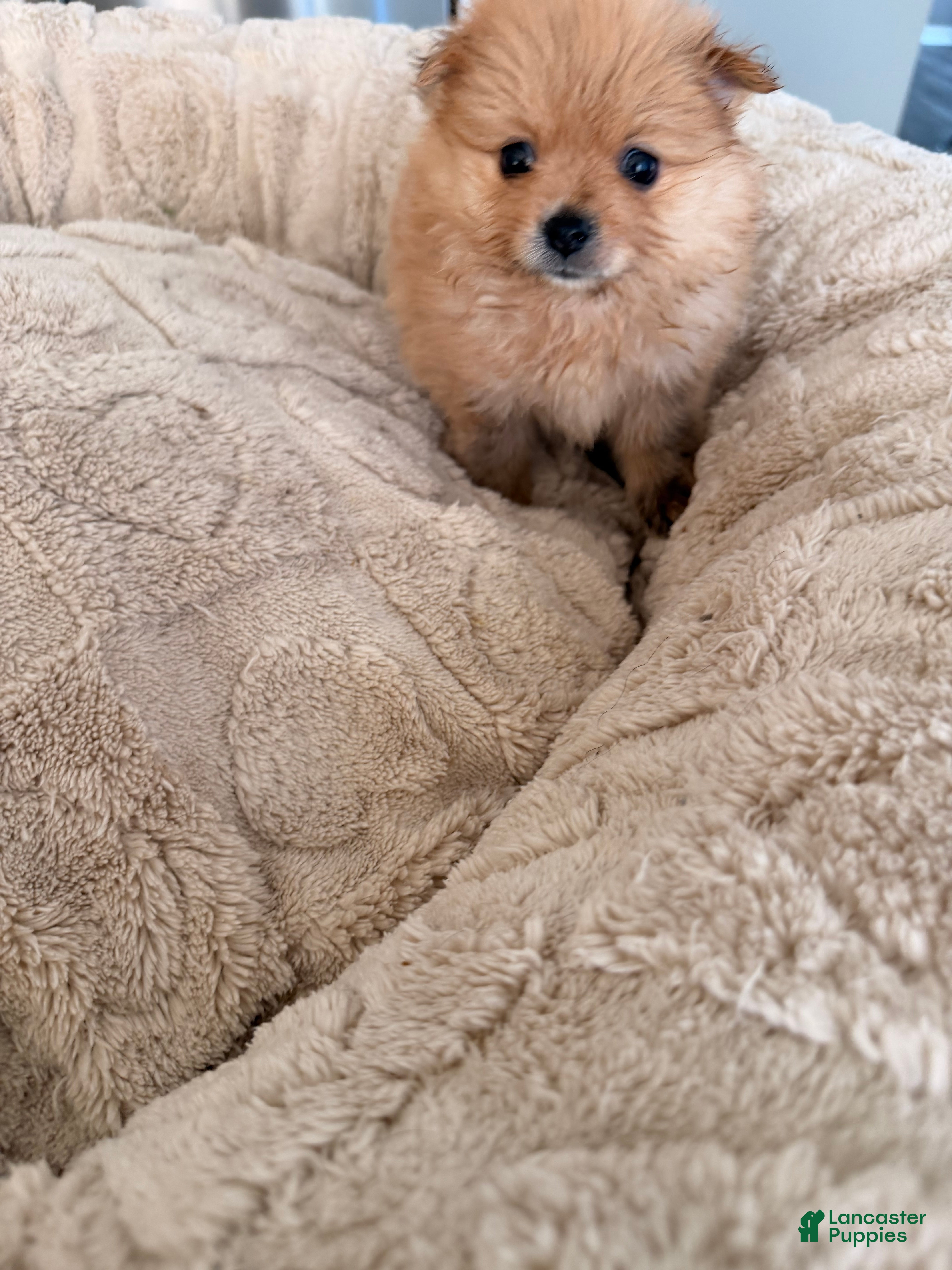 Pomeranian dogs for sale: Winnie - Ad 2