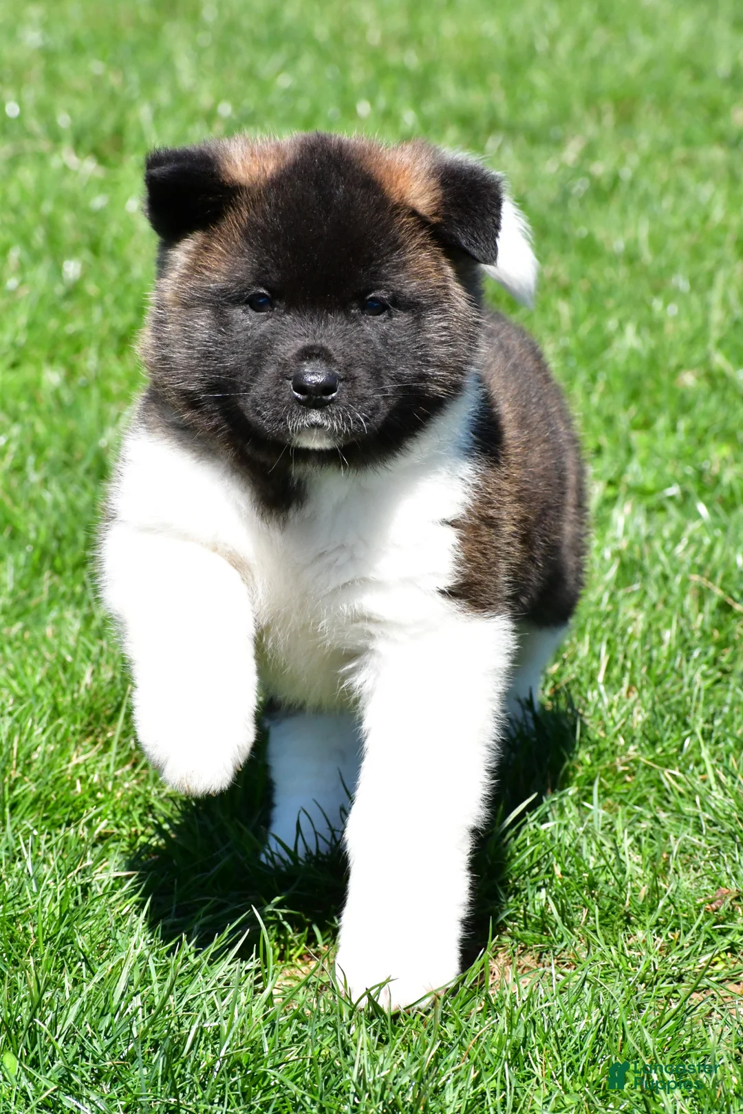 Akita dogs for sale: Brittany - Ad 1