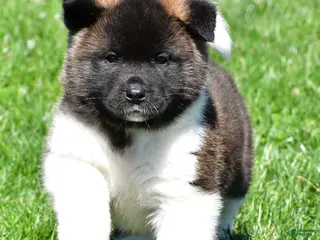 Akita dogs for sale: Brittany - Ad 1