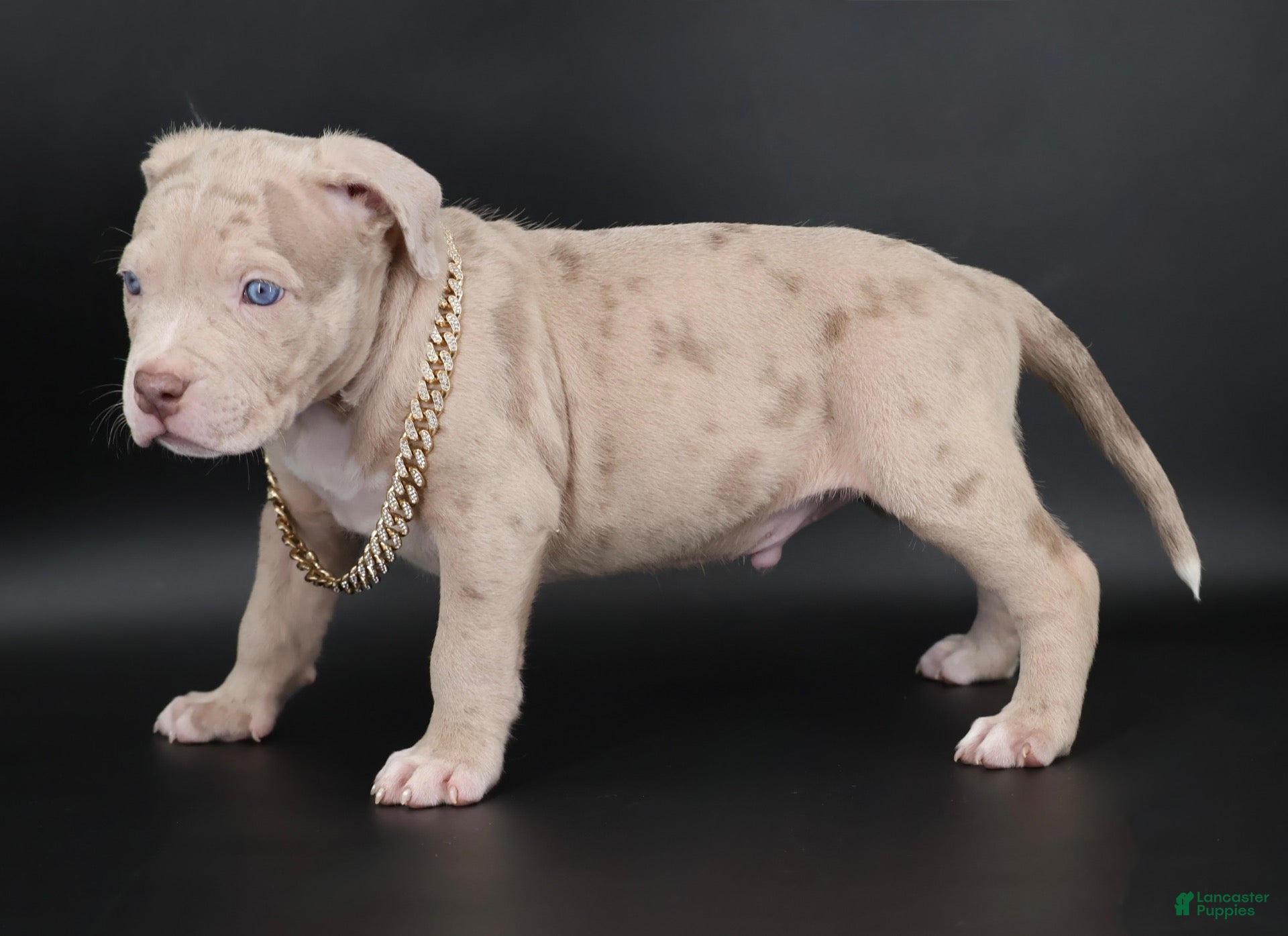 American Bully dogs for sale: Henok - XL - ABKC - Ad 1