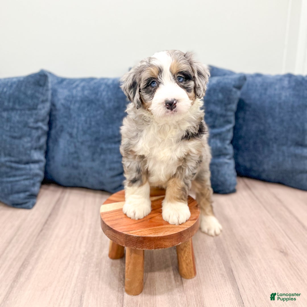 Mini Bernedoodle dogs for sale: Banjo - Ad 3