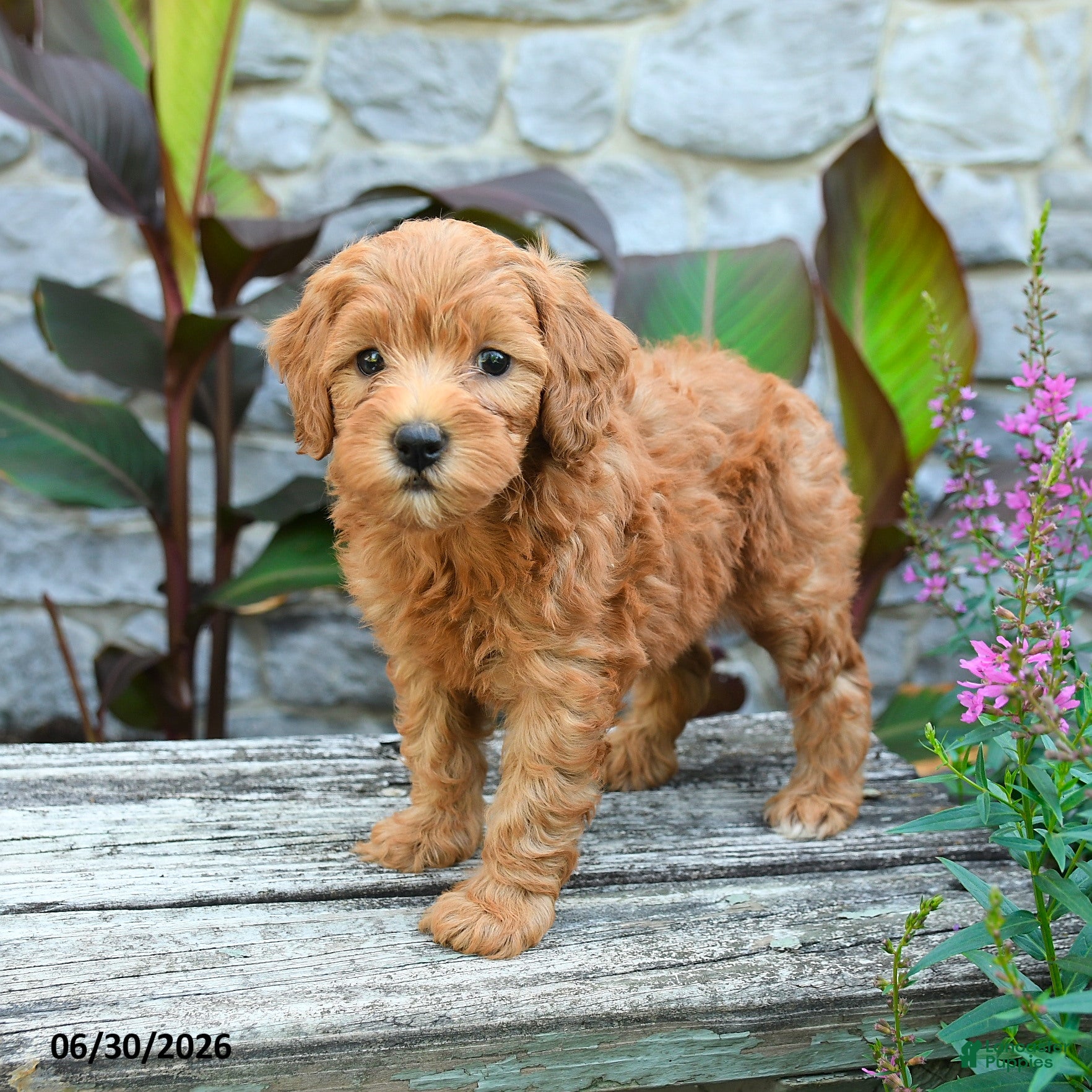 Mini Goldendoodle dogs Gemma - Ad 1