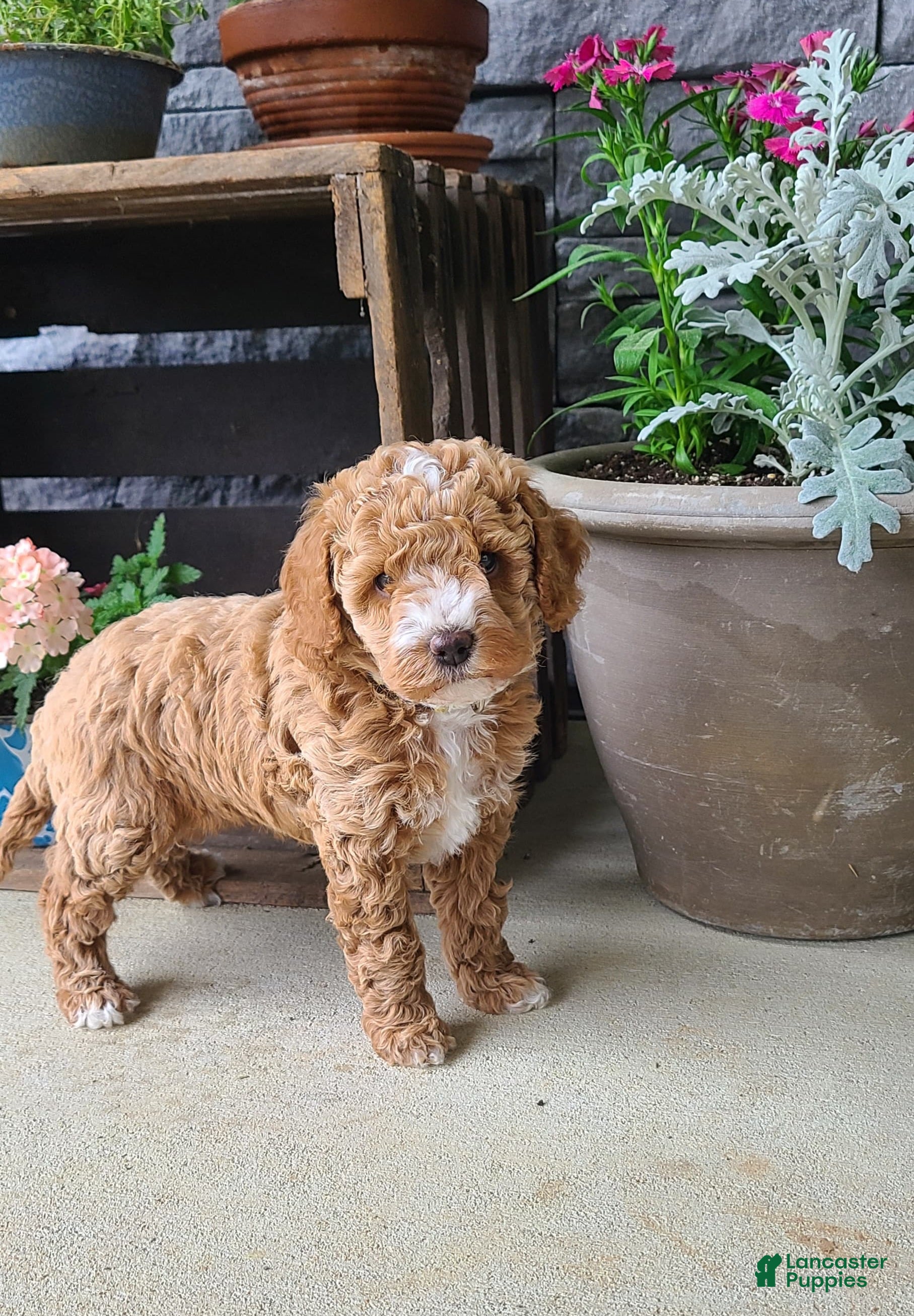 Cockapoo dogs for sale: Lexi - Ad 3