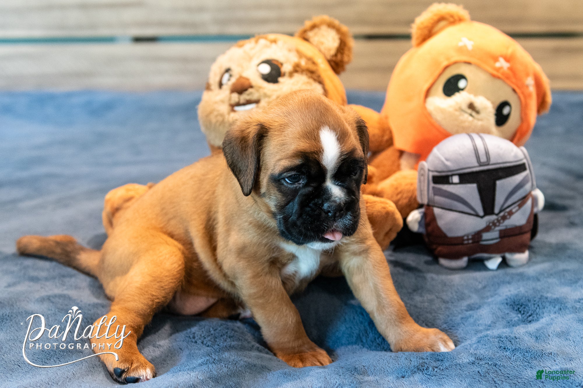 Boxer dogs for sale: Boxer Puppy 4 - Ad 3