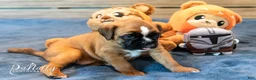 Boxer dogs for sale: Boxer Puppy 4 - Ad 1