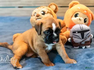 Boxer dogs for sale: Boxer Puppy 4 - Ad 3