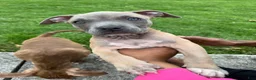American Bully dogs for sale: American Bully 1 - Ad 10