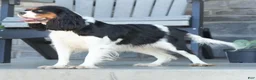 Cavalier King Charles Spaniel dogs for sale: Abel - Ad 9