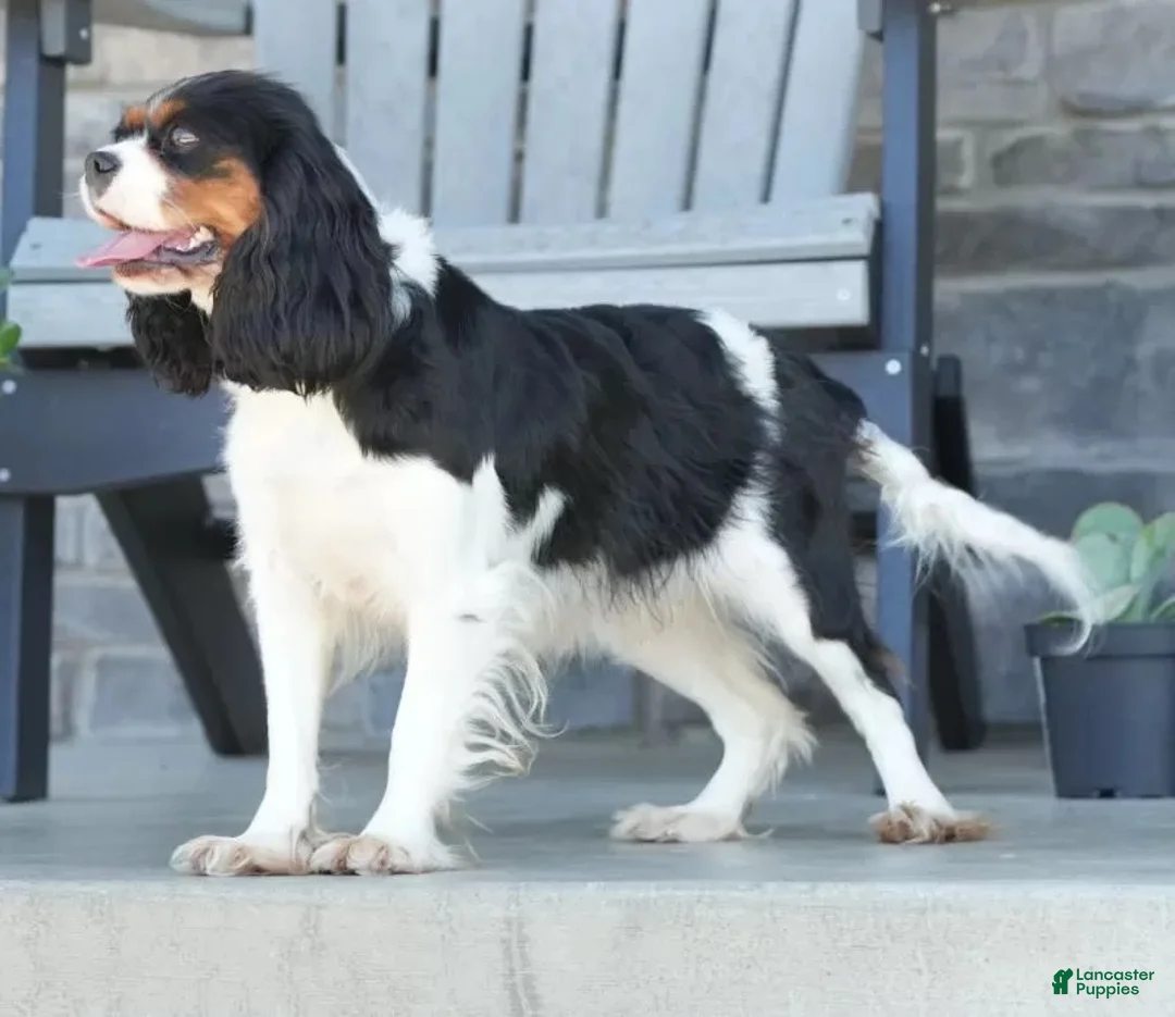 Cavalier King Charles Spaniel dogs for sale: Abel - Ad 9
