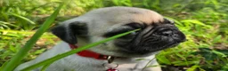 Pug dogs for sale: Moe - Ad 8