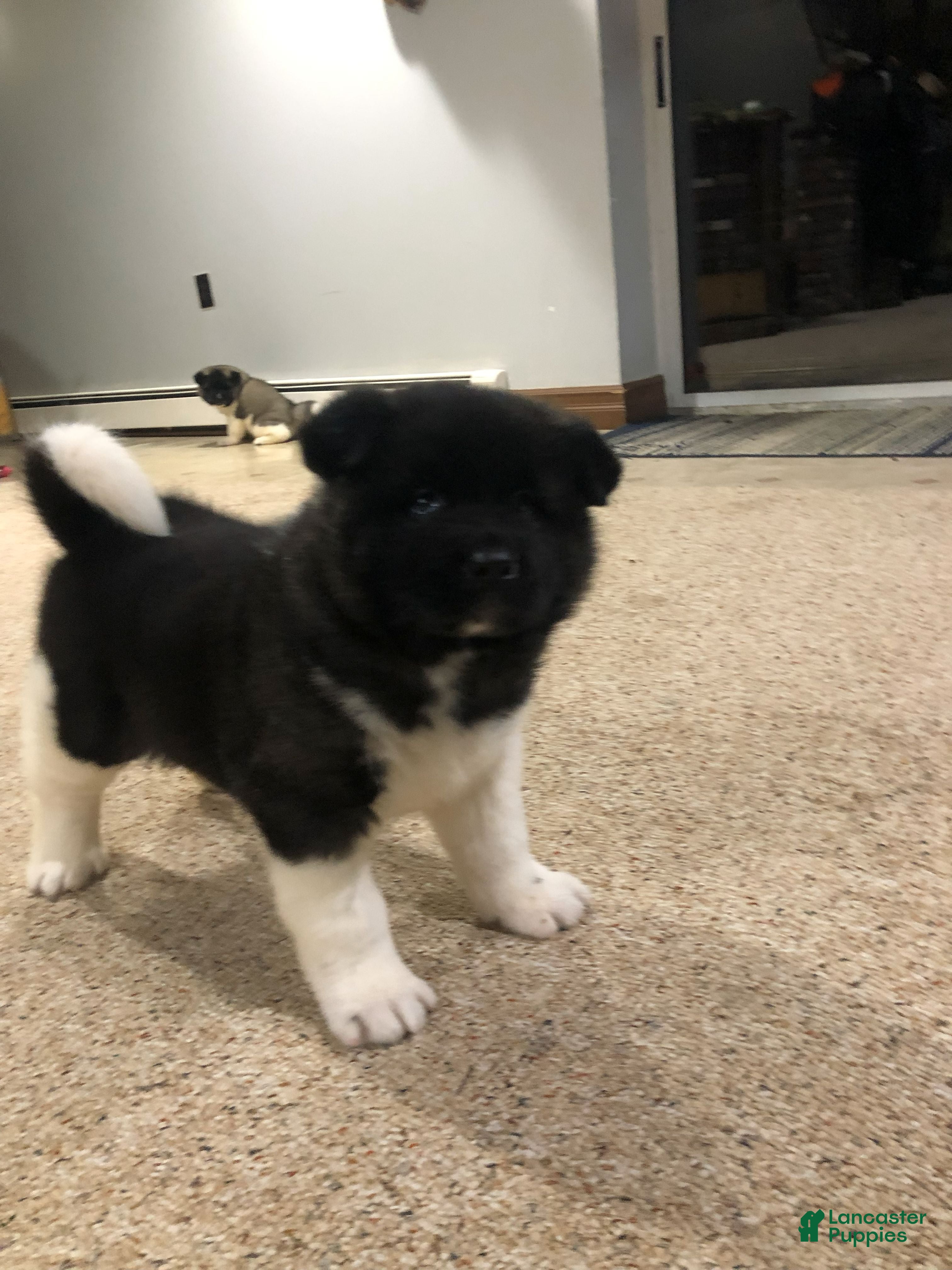 Akita dogs Bear - Ad 24