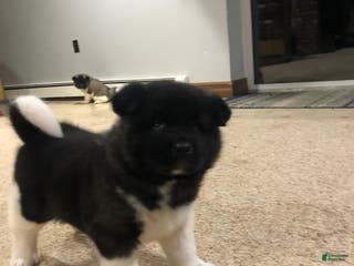 Akita dogs Bear - Ad 24