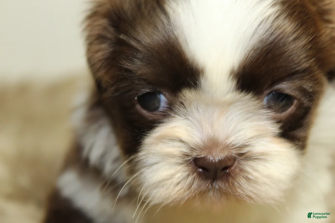 Shih Tzu dogs for sale: Nano - Ad 2