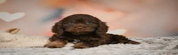 Cockapoo dogs for sale: Scarlet - Ad 10