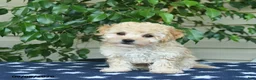 Bichpoo dogs for sale: Zion  - Ad 2