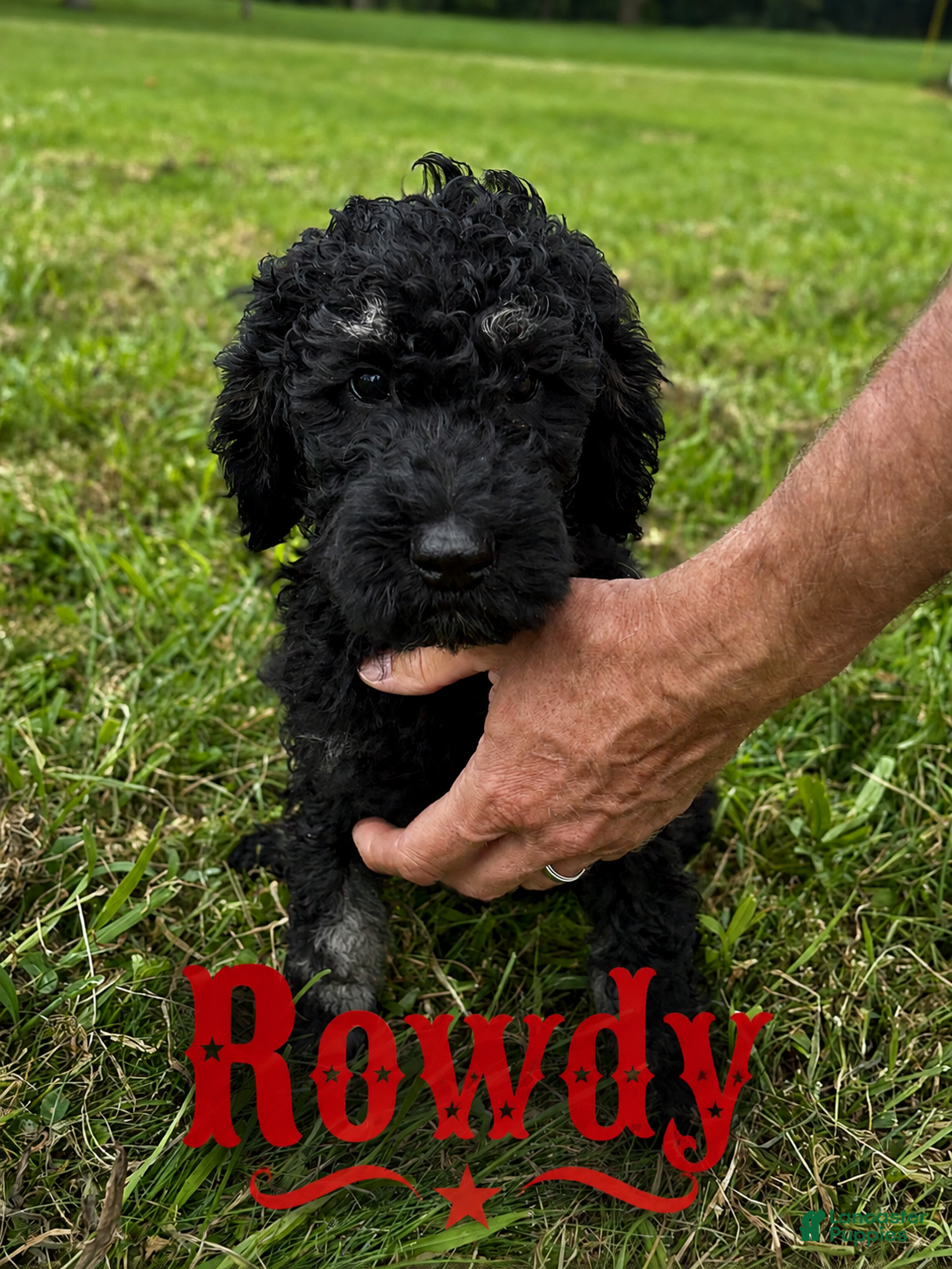 Standard Poodle dogs Rowdy - Ad 2